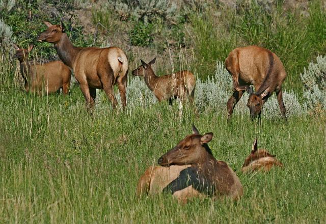 082 yellowstone, wapiti herten.JPG